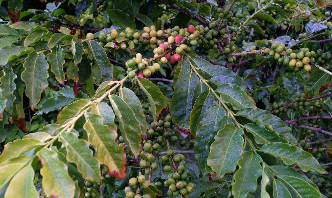 La seule plantation de café en Europe est aux Canaries