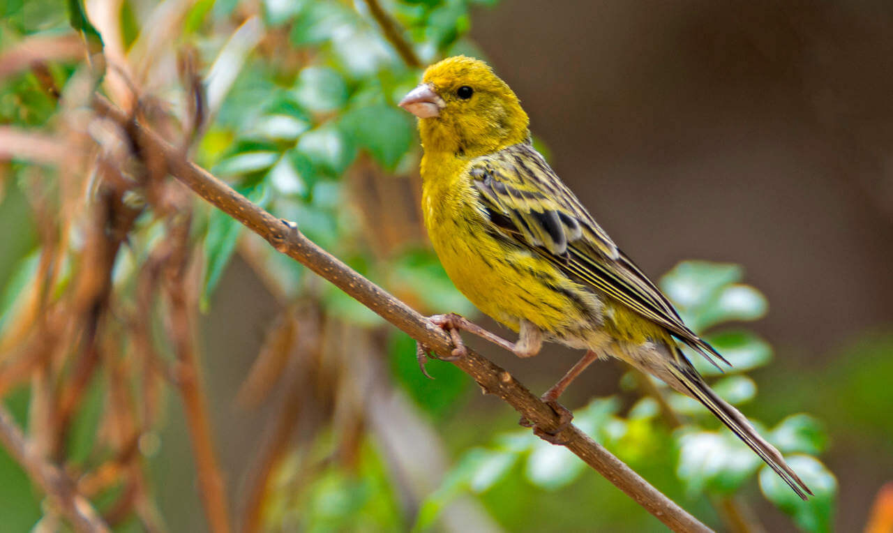 Quel est le lien entre le petit oiseau jaune et les îles Canaries ?