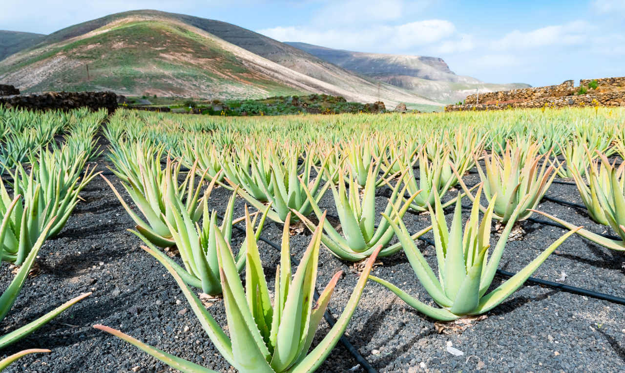 Le dérèglement climatique aux Canaries