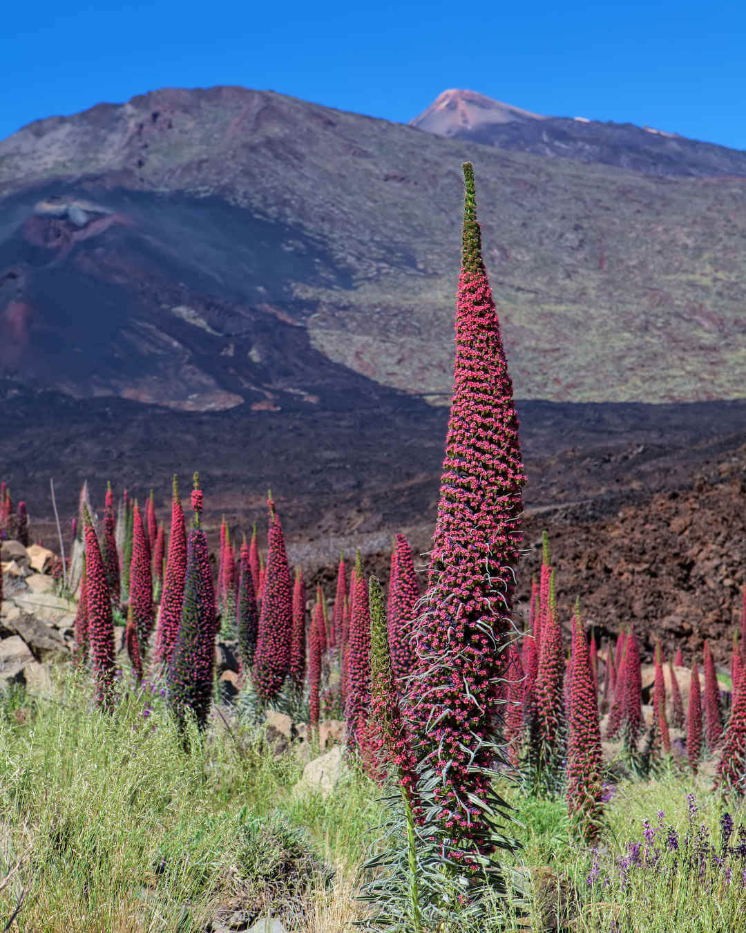 viperine-tenerife Vipérine de Tenerife