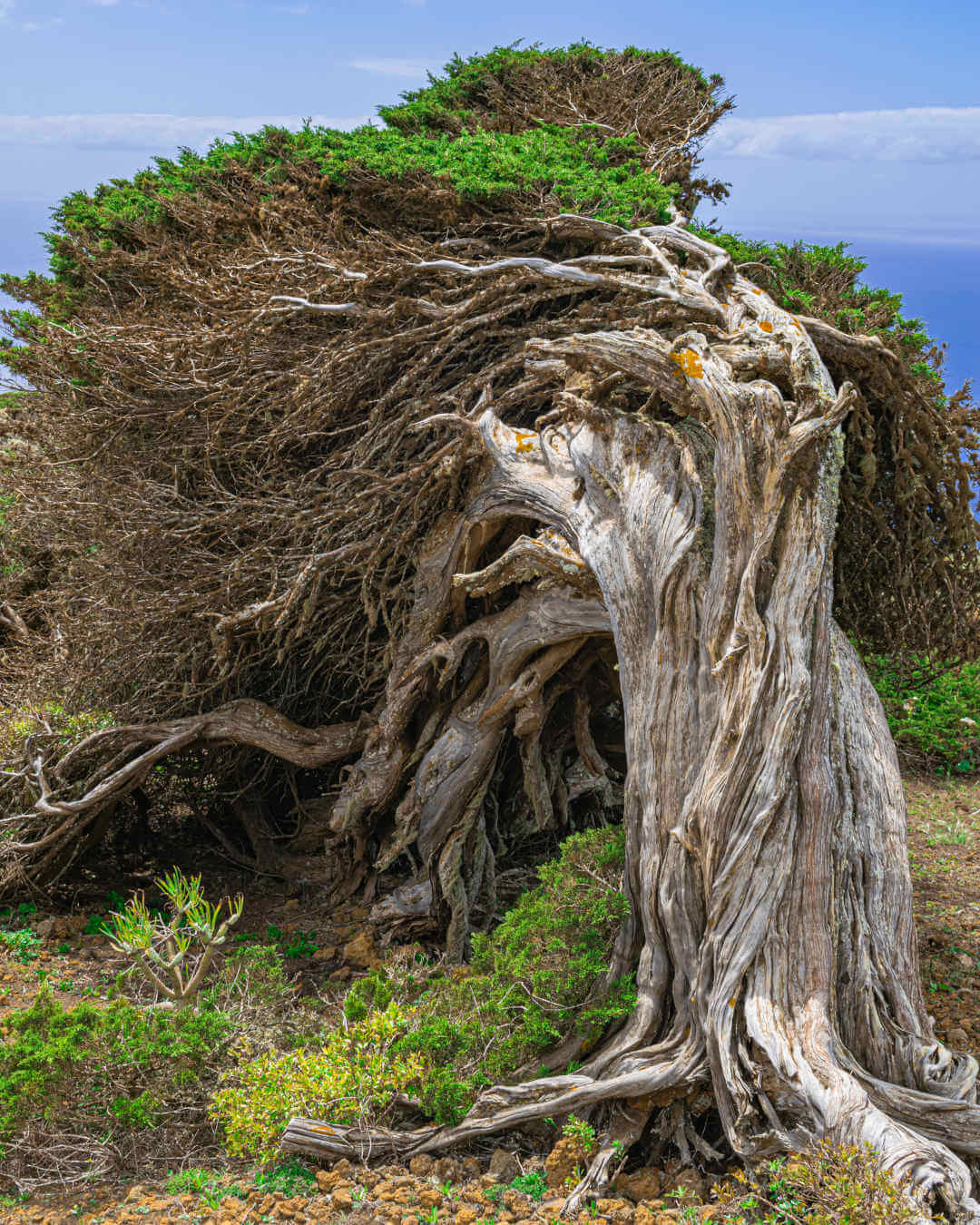 Les arbres couchés par le vent d'El Hierro