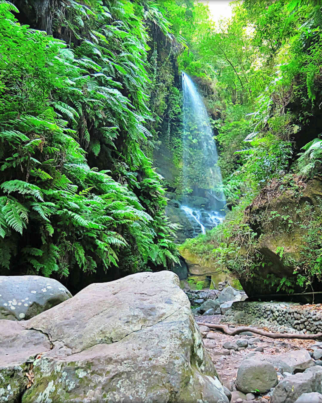 Cascade de la forêt primitive de Los Tilos