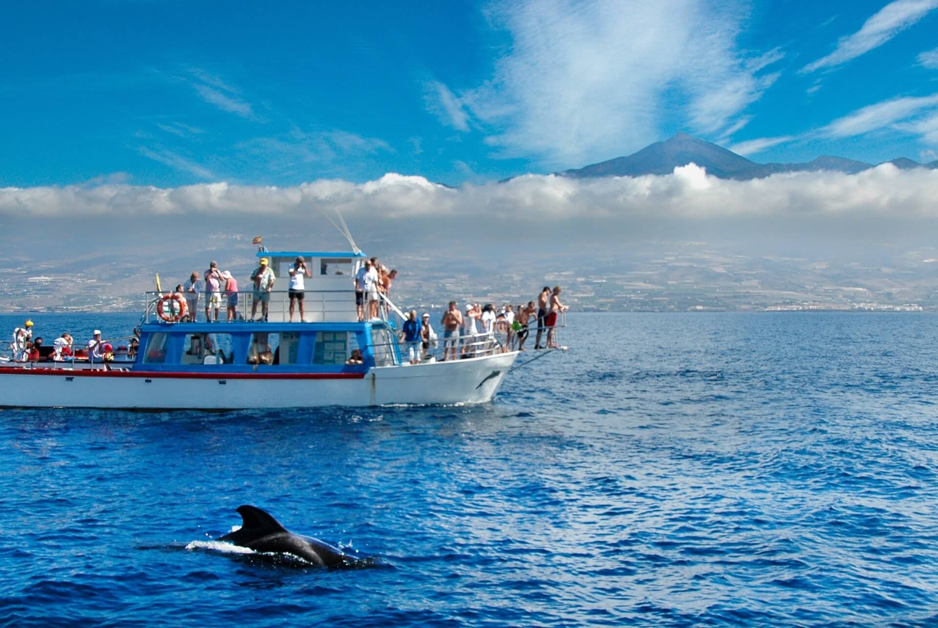 Croisière d'observation des baleines à Ténérife