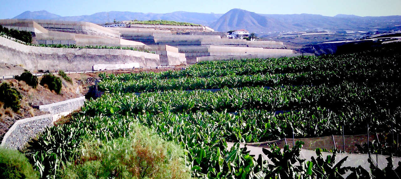 L'Archipel des Canaries 3 culture bananes canaries