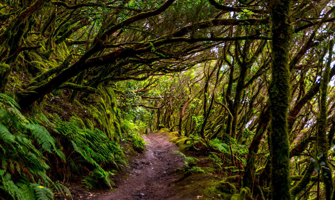Parc rural d'Anaga 1 itinéraire de randonnée / trail sur Tenerife