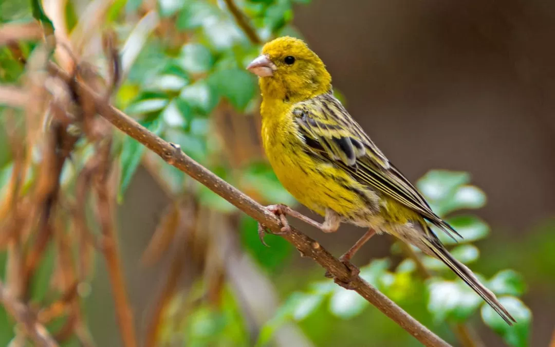 Quel est le lien entre le petit oiseau jaune et les îles Canaries ?