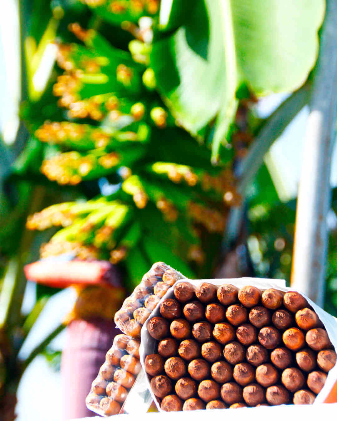 cigares palmeros