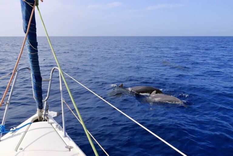 Que faire à Tenerife ? 3 Observation des baleines et des dauphins