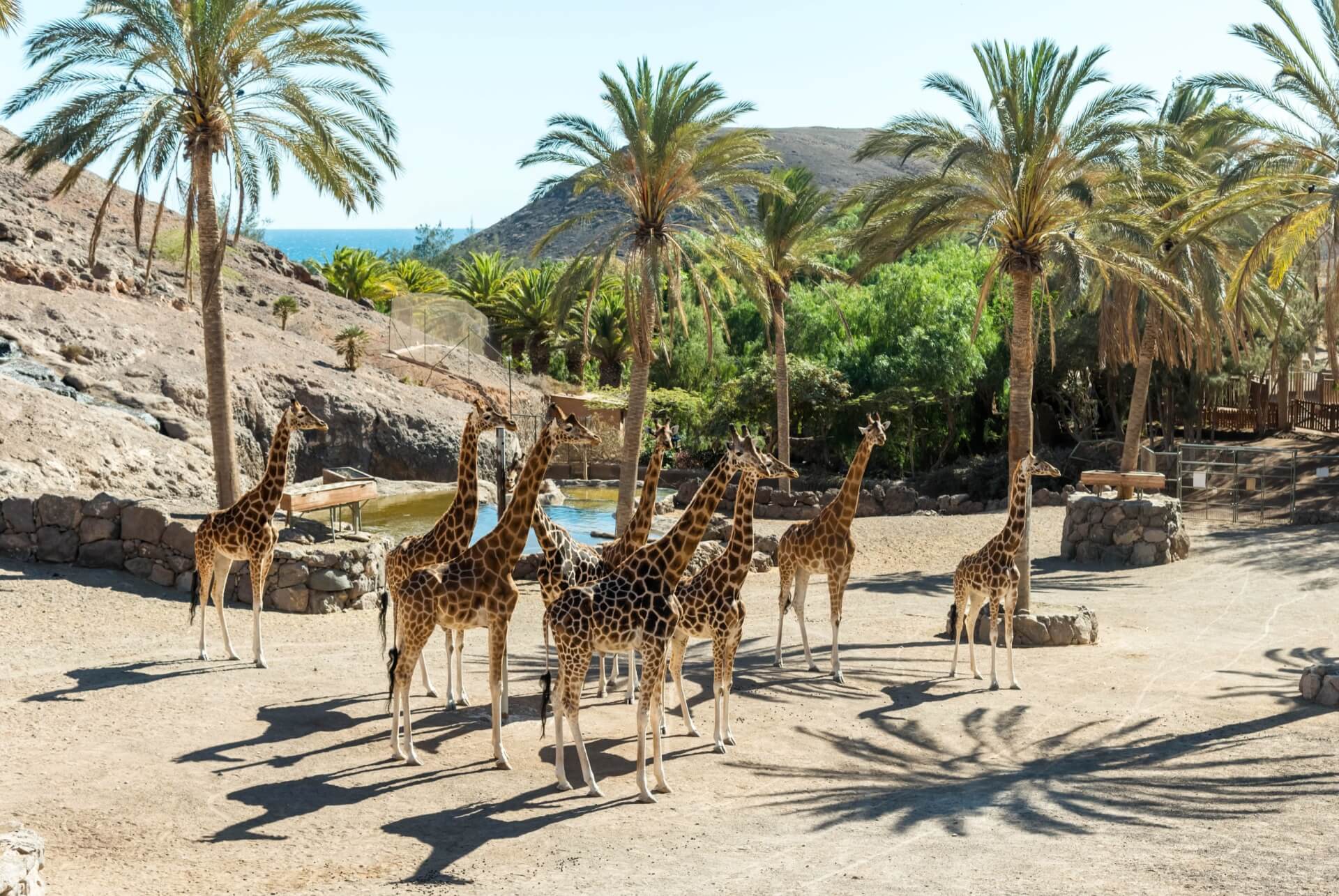 oasis wildlife fuerteventura
