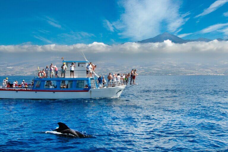 Croisière d'observation des baleines à Ténérife
